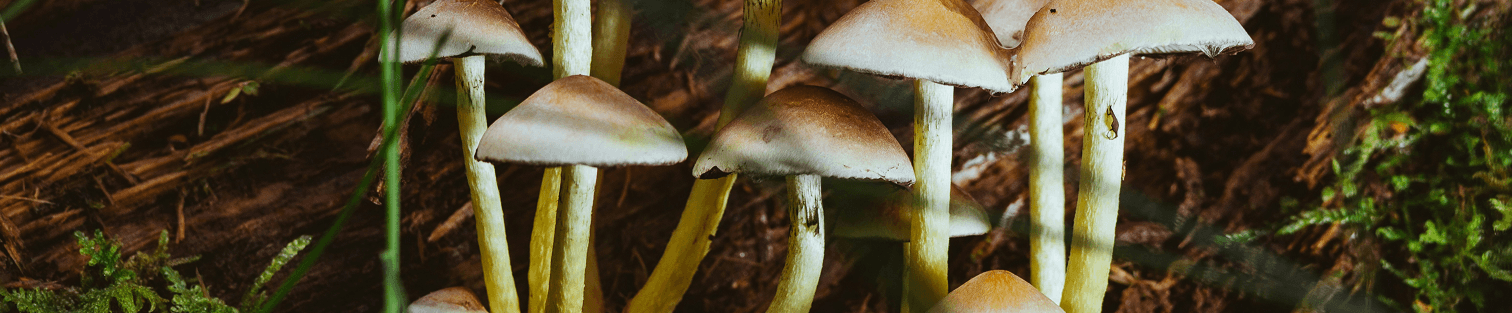 Mushrooms Hero